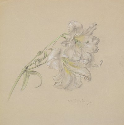 Lily by Albert Williams